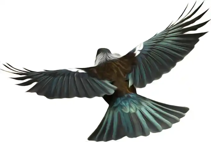 Tui bird in flight © photo by Goina Tui in flight. Photo taken by Goina - Aotearoa.co.nz