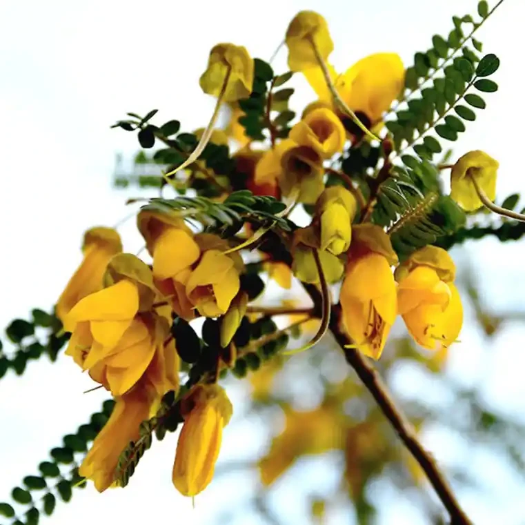 Cufflinks: two cent coins