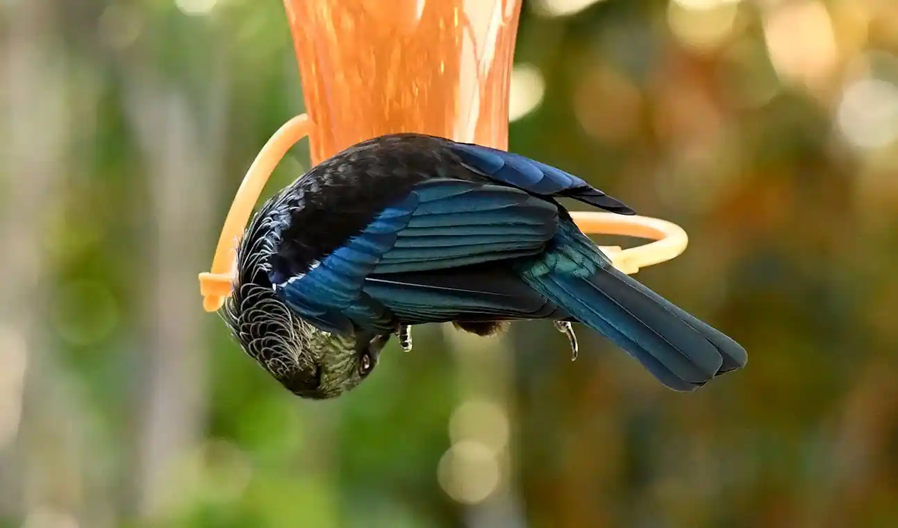 Tui at the tui feeder