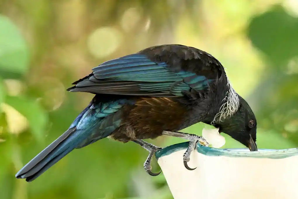 Tūī. Photo by Aotearoa.co.nz