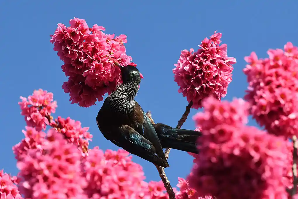 Tūī in the cherry tree. Photo by Aotearoa.co.nz