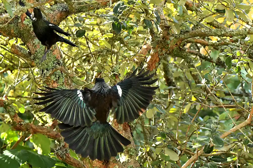 Tūī in flight. Photo by Aotearoa.co.nz