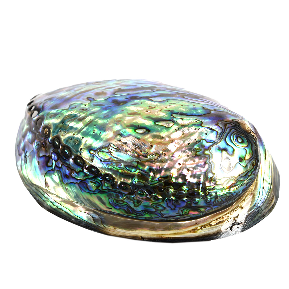 Pāua shell abalone shell