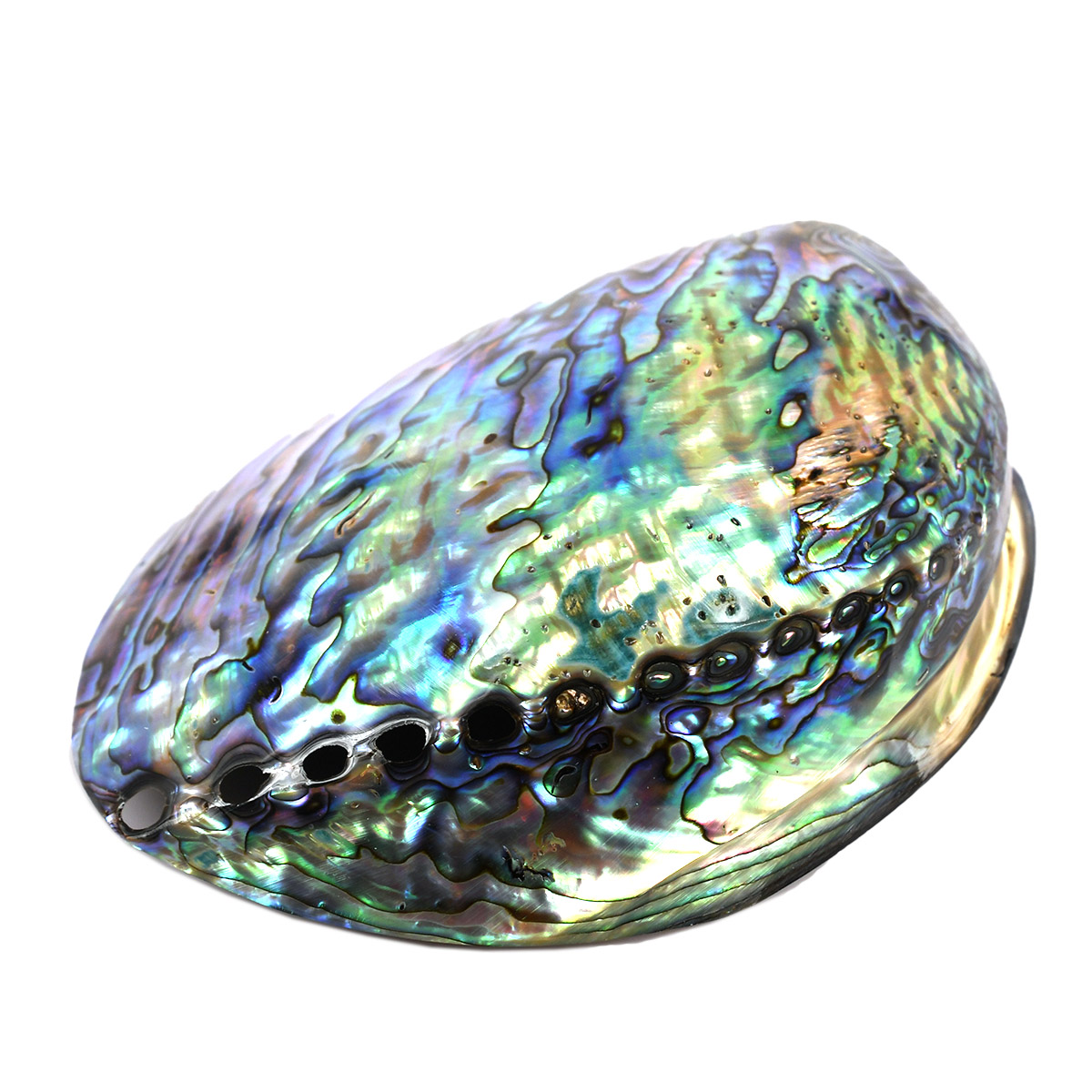 Pāua shell abalone shell