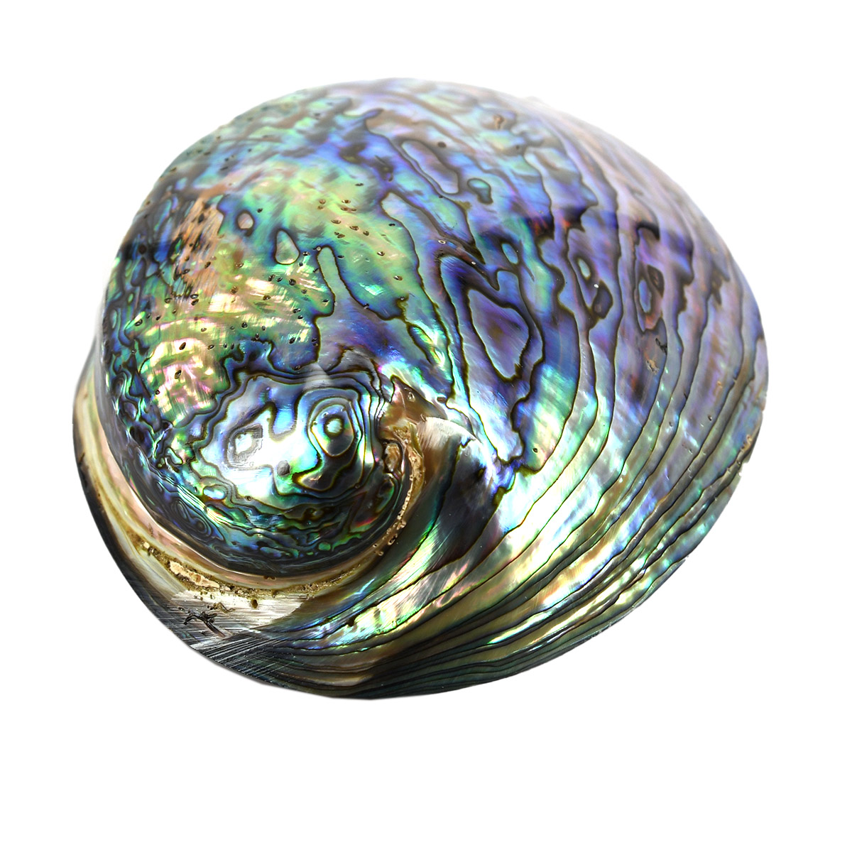 Pāua shell abalone shell