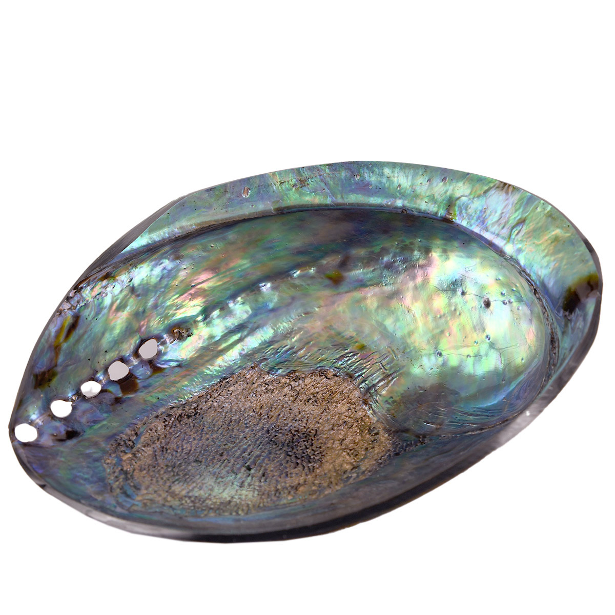 Pāua shell abalone shell