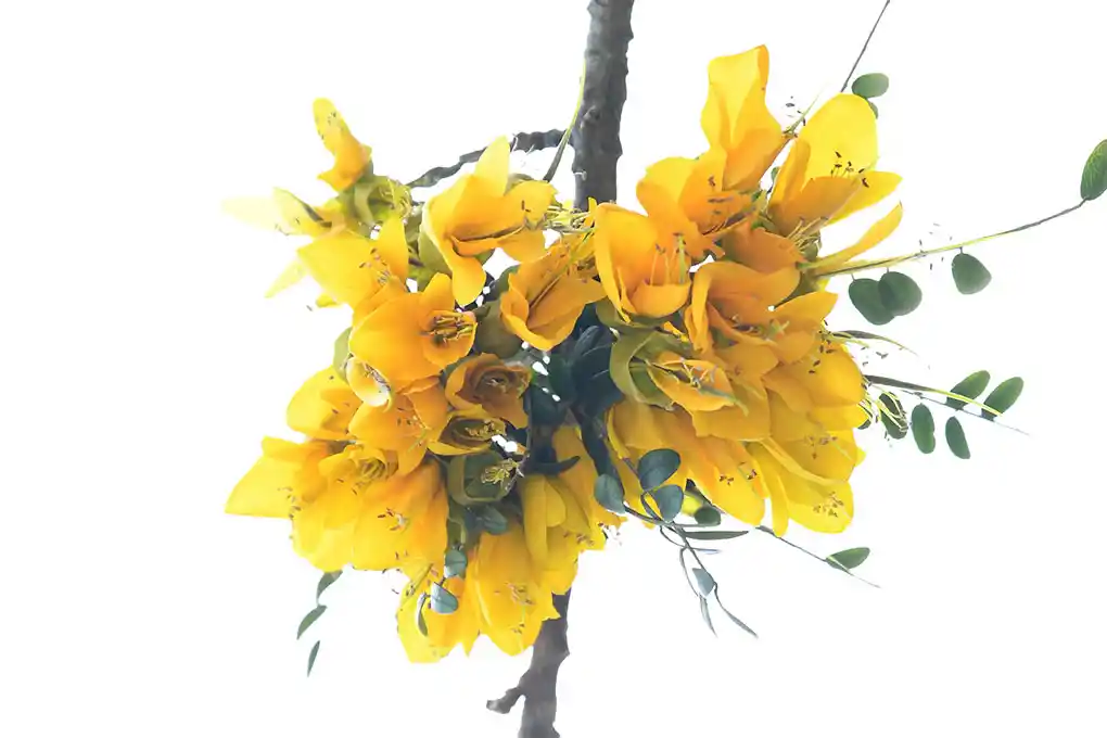 Kōwhai in bloom