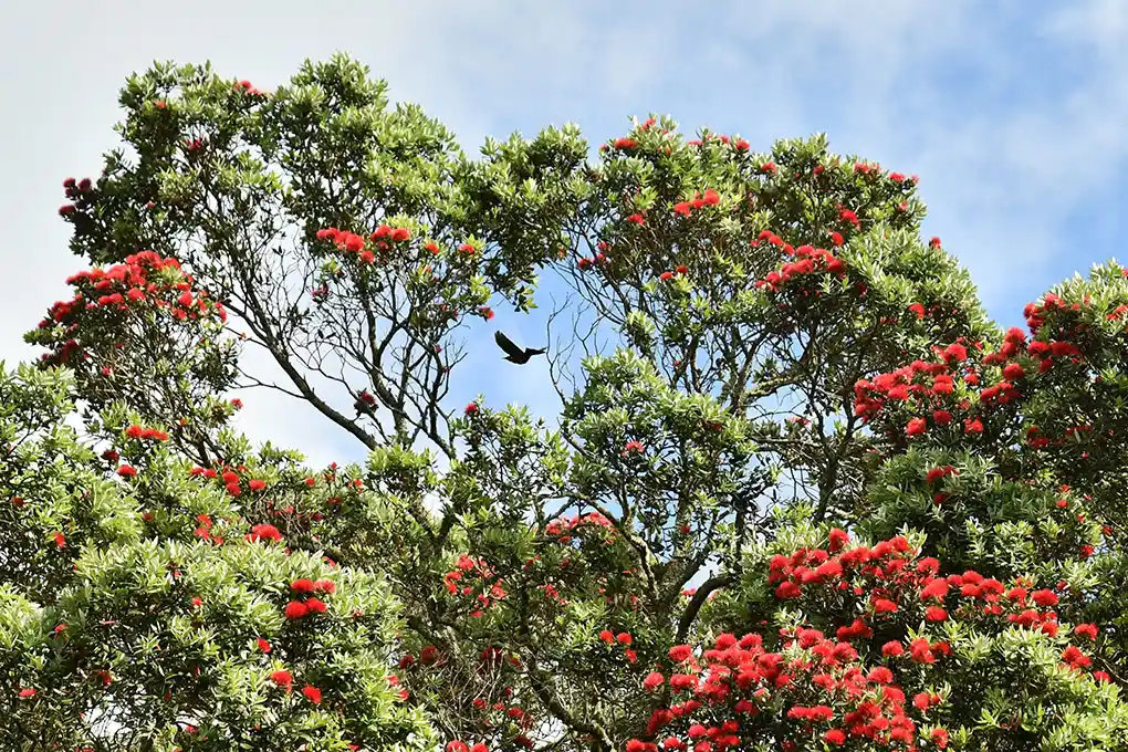 Pohutukawa Xmas decoration