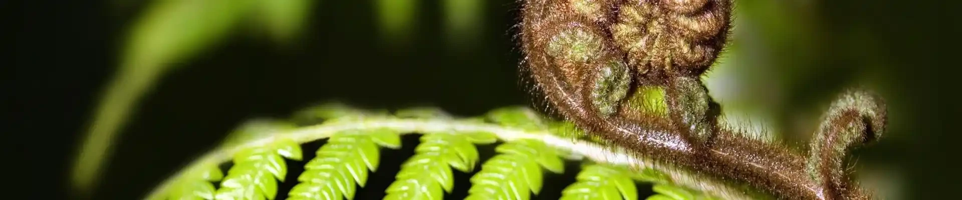Beautiful Māori carvings